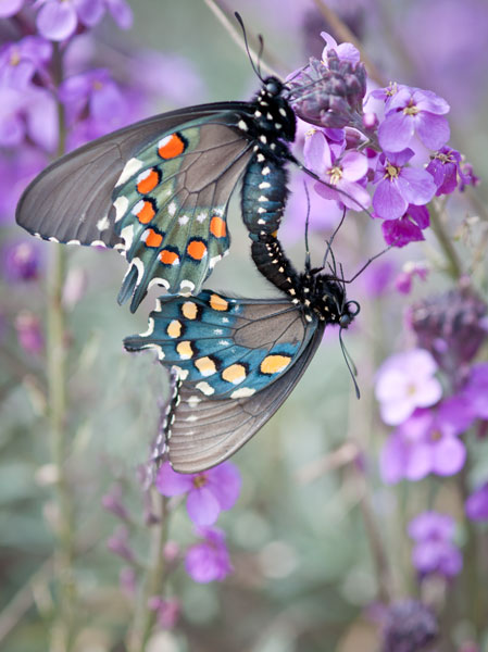 pipevine swallowtail butterflies